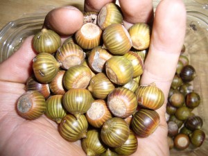noix,glands chêne des marais(quercus palustris noix,glands chêne des marais(quercus palustris